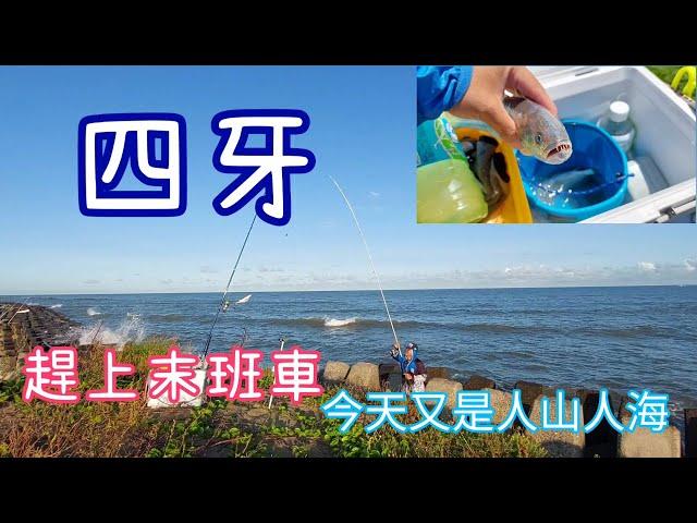 ［胖咪］fishing 127 : 沙灘遠投 surf fishing 之 四牙魚 surf cast！