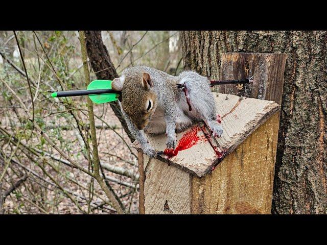 Squirrel Hunting w/ the most Accurate Crossbow & Bolt Combination I've Ever Used