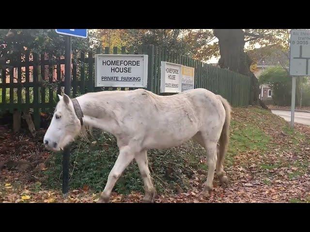 Brockenhurst New Forest Hampshire