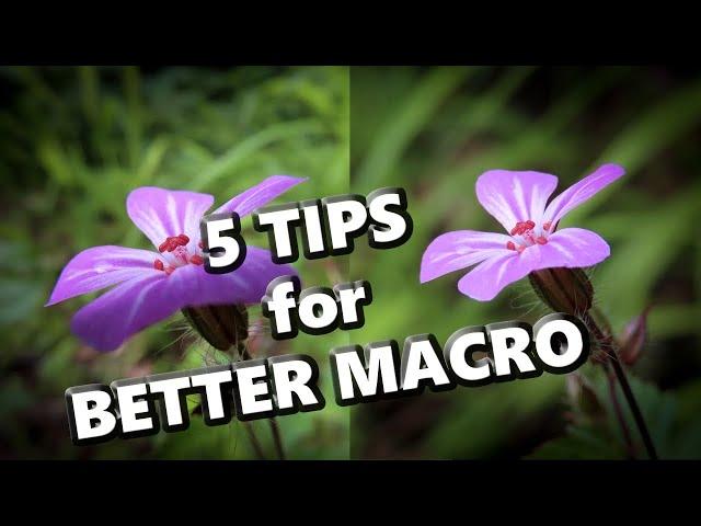 5 Tips for Better Macro Images with Compact Cameras and Ultrazoom (CZ/ENG subtitles)