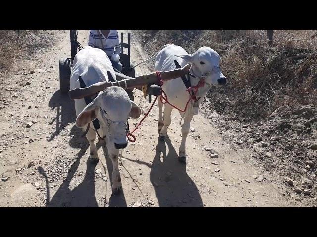 Bezerros Nelore no carro de boi