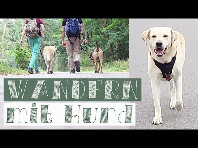 20km WANDERN mit Hund | Hunde Vlog | Alltag mit Hund