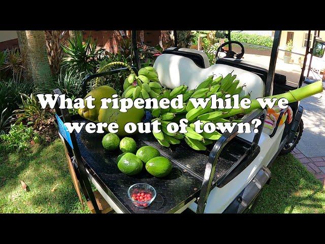 Florida Food Forest Tropical Fruit Harvest