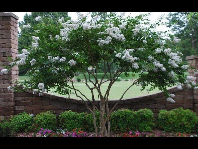 How to grow Beautiful Crape Myrtles/Garden Style nw