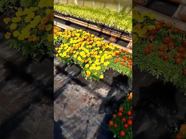 бархатцы #бархатцы #tagetes #теплица #оранжерея #цветы