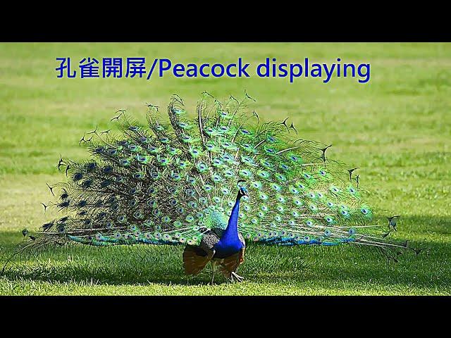 孔雀開屏/Peacock displaying