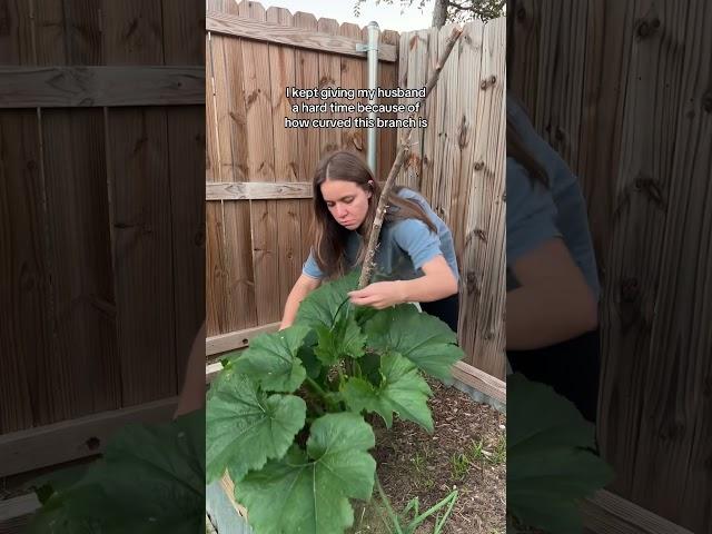 zuchinni stuff! #backyardgarden #gardeningtips #gardeningideas #garden #growyourownfood #gardening