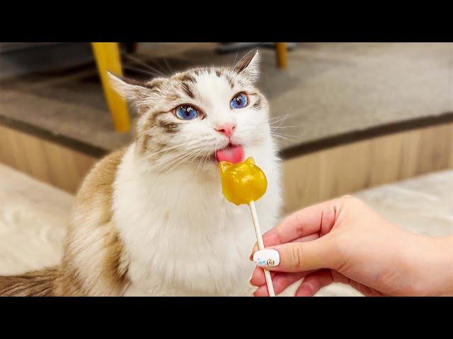 Visiting Japan's Lovely Cat Cafe️ | Cat cafe MOCHA Lounge Shibuya Koen-dori Store