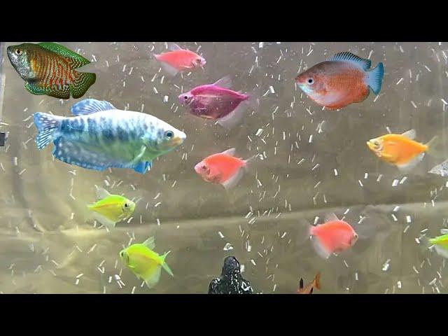 Can glofish tetras and gourami fish live together ? can you mix gouramis and glofish tetras ?