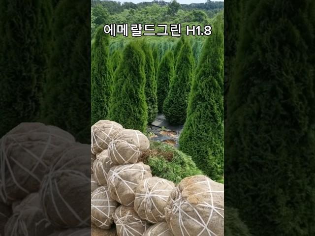 심으면 만족도 최상! 에메랄드그린 H1.8 