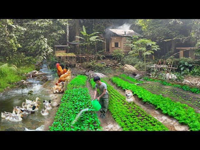 900 Days Harvest vegetables,big bananas,Meat Smoke Go To Market Sell.Buy ducklings raise until eggs