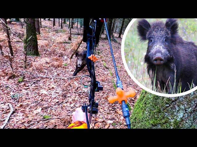 CHARGÉ par un Sanglier en Chasse à l'Arc ! [Chasser/Cuisiner/Manger]