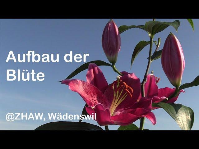 Aufbau der Blüte