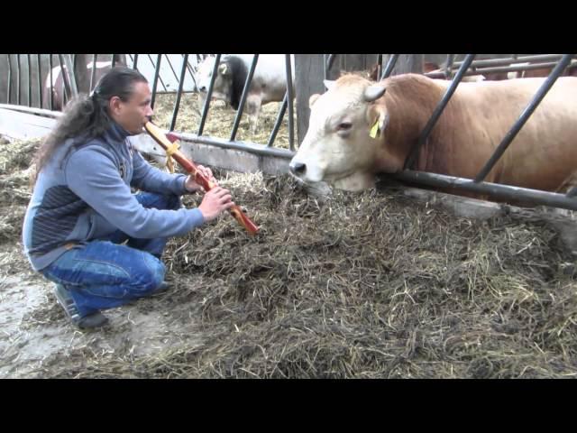 Michael Telapary plays his Native Flute for a cow