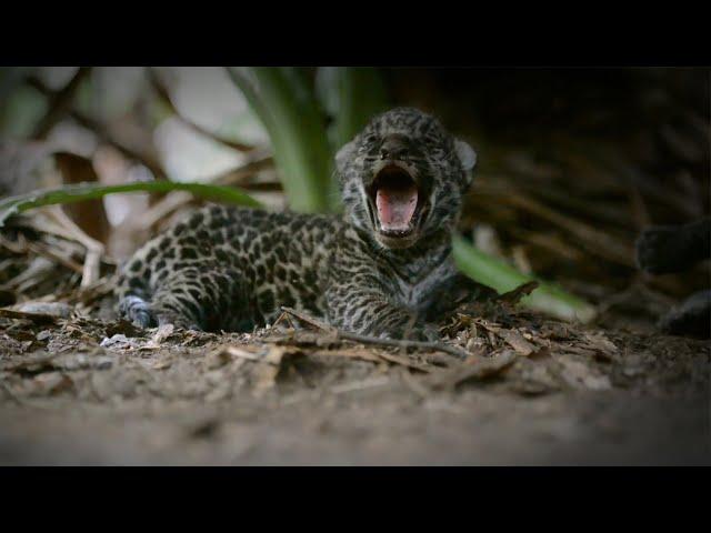 Re-Wilding Orphan Jaguar Cubs | Close Encounters | BBC Earth