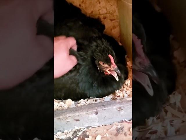 Funny Screaming Chickens