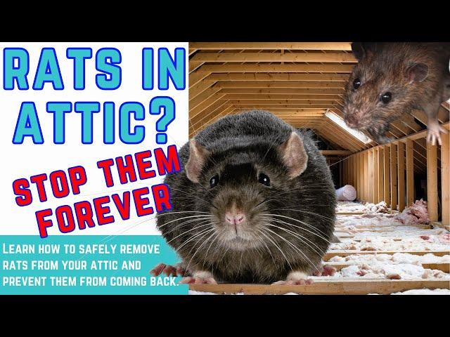 RATS in LOFT? How'd they get there? STOP RATS getting in your attic?