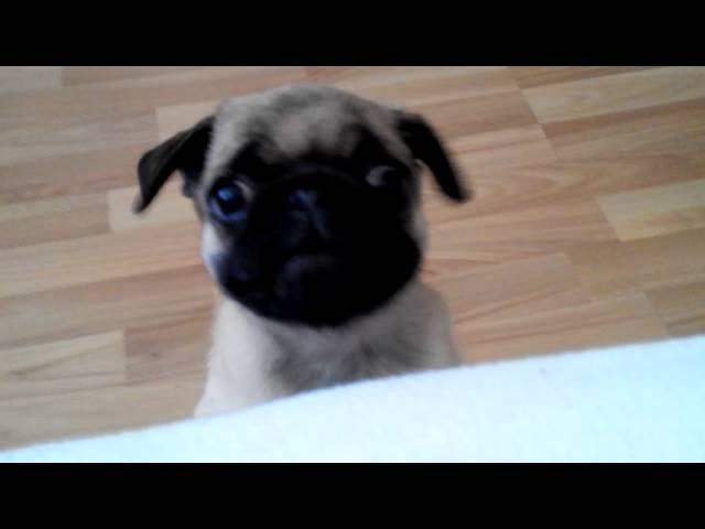 Carrie the PUG 1