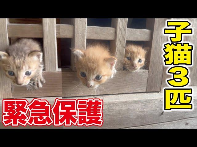 なぜこんなところに‥豪雨直前に生後１ヶ月の子猫三匹を保護しました