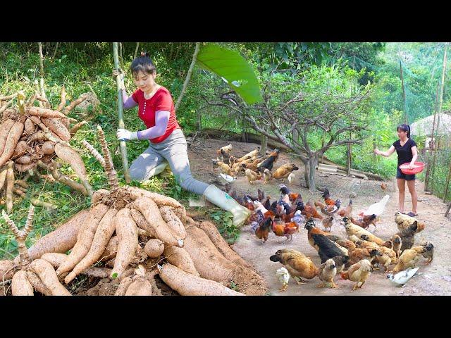 Cassava Harvesting. Processing And Preserving Cassava For Chicken Feed || My Bushcraft / Nhất