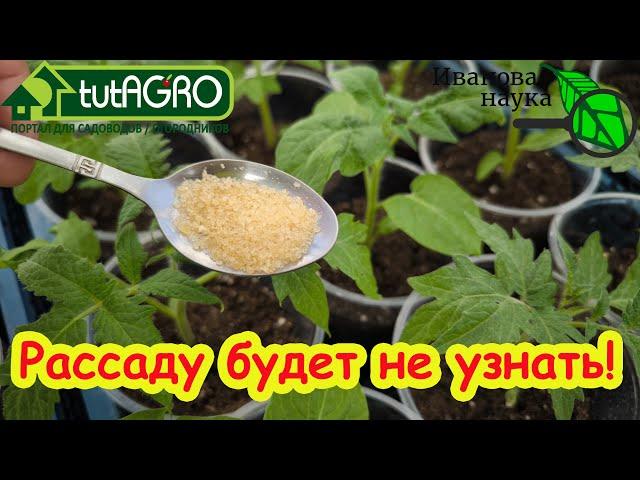 ГОТОВЬТЕ МЕШКИ ПОД УРОЖАЙ! Дешевая натуральная подкормка. Полейте и через 2 дня не узнаете растения.
