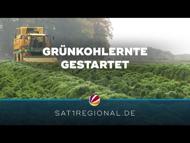 Grünkohlernte in Niedersachsen gestartet