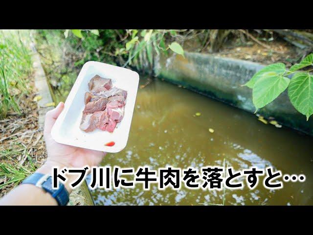 ドブ川に牛肉を落とすと…他【サバイバル全編】