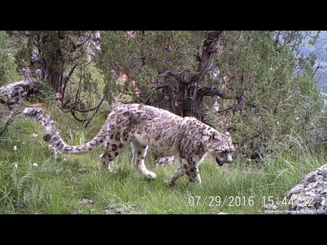 Common Leopard & Snow Leopard Sharing Habitat