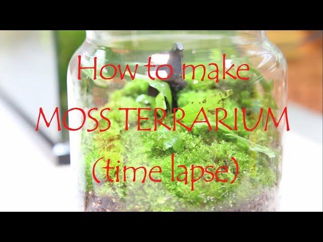How to make MOSS TERRARIUM (time lapse)
