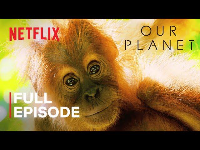 Our Planet | Jungles | FULL EPISODE | Netflix