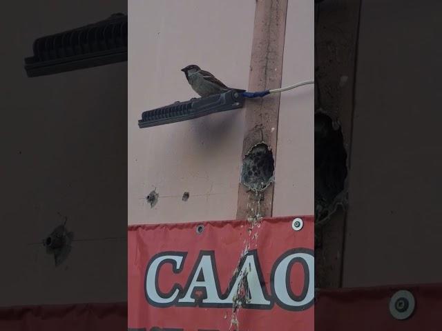 спалил свое гнездо