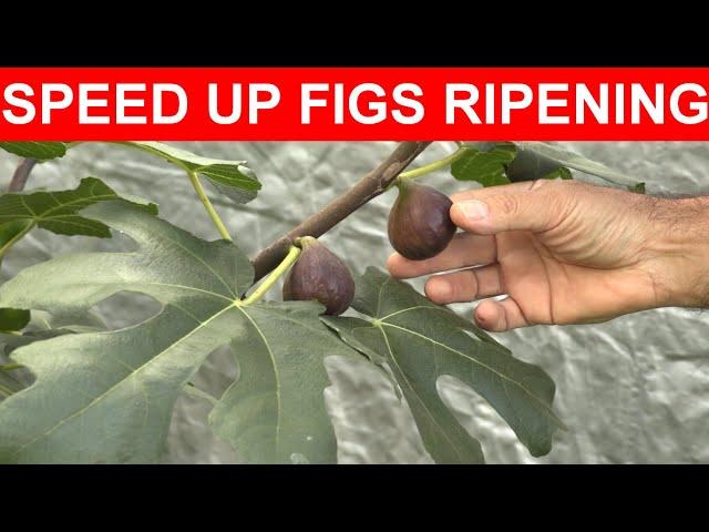 How To Speed Up Ripening Of Figs Part 1 @backyardfigs