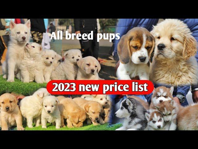 2023 new price of all breed puppies market || Pomeranian, labrador, German shepherd, Husky, Golden..