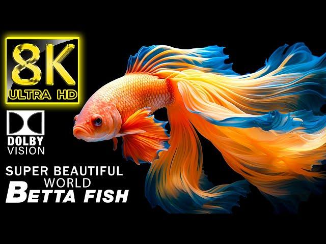 Betta Fish: The Most Beautiful Fish in the World 8K HDR | Best of Dolby Vision With Relaxing Music