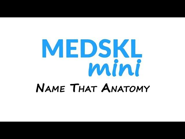 Medskl Mini: Name That Anatomy - Episode 4