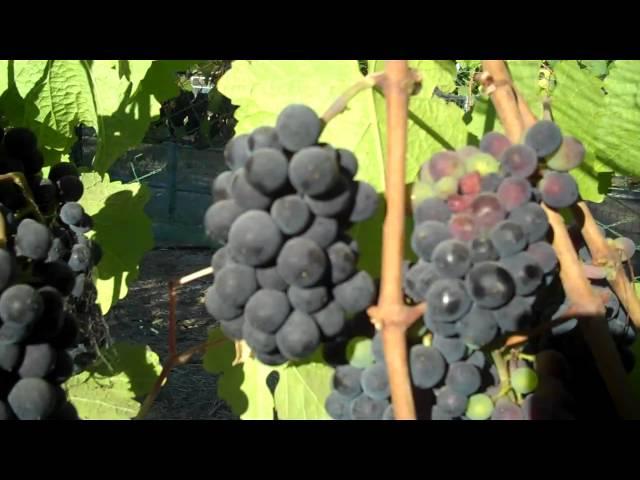 A walk through the Estate Pinot Noir vineyard:  Pre-harvest