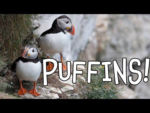 Puffins! Fun Puffin Facts for Kids