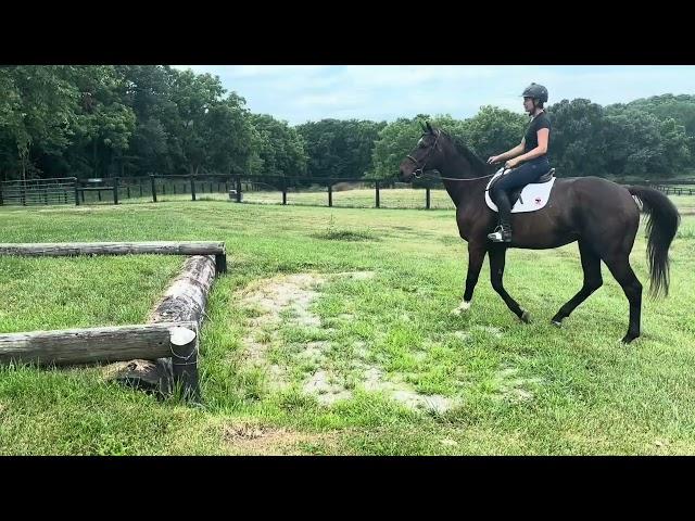 SMOKE AND HEAT (trail) - Adoptable Thoroughbred Gelding - New Vocations