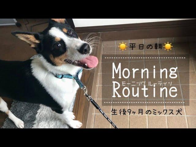 【モーニングルーティン】生後9か月 ミックス犬りおんの平日の朝【morning routine】