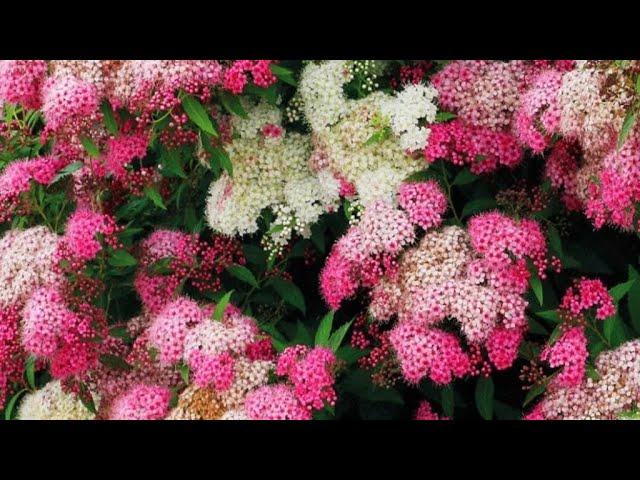 Самые красивые кустарники для сада. Часть 3