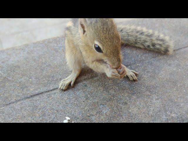 Suba vlogs is live