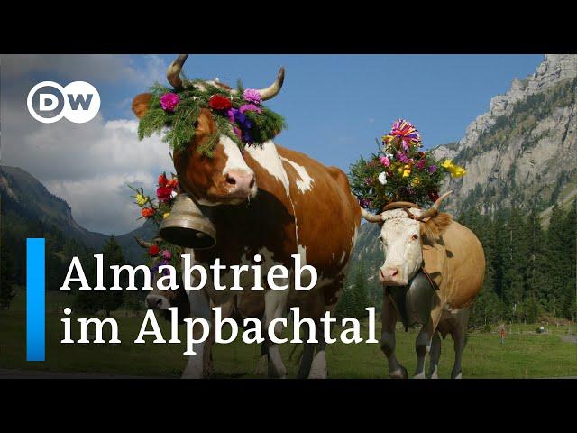 Almabtrieb im Alpbachtal | DW Reporter