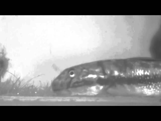 Certain Fish Can Climb Up Waterfalls | Video