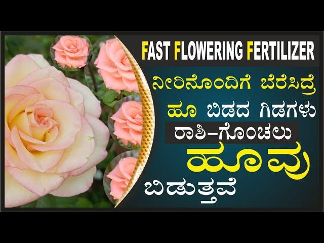 fast flowering fertilizerಹೂ ಬಿಡದ ಗಿಡಗಳು ರಾಶಿ-ಗೊಂಚಲು ಹೂ ಬಿಡುತ್ತವೆ #marysmanegarden #organic#gardener