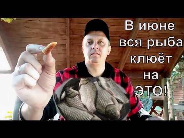 В ИЮНЕ ВСЯ РЫБА КЛЮЁТ НА ЭТО  Супер рыболовная насадка для карася  Карп Лещ