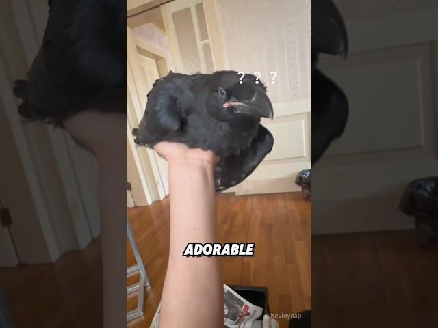 “Crows are actually very cute  “#animals #shorts #cute #crow