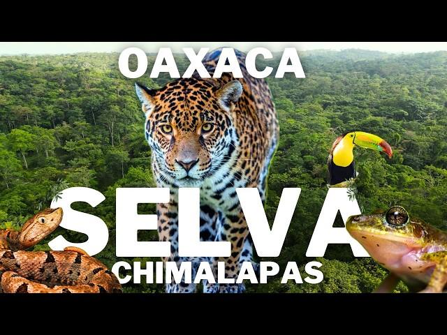 El Paraíso del Jaguar: Exploración en la Selva de los Chimalapas - Oaxaca