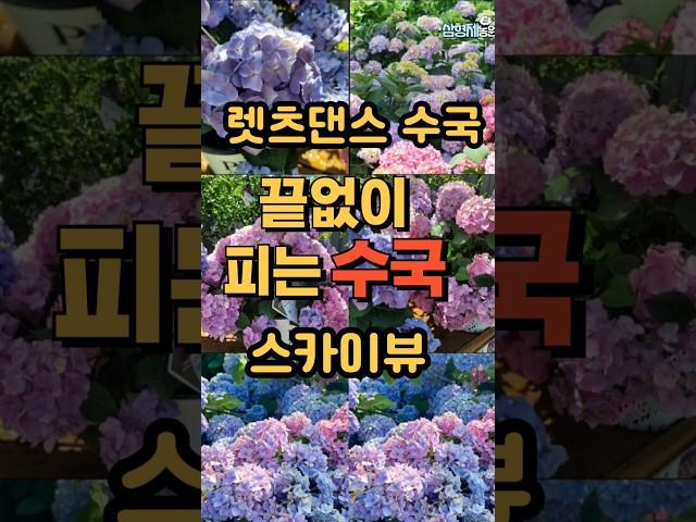 정원관리 쉬운 매년 꽃 잘피는 당년지 수국을 추천합니다. #정원가꾸기 #렛츠댄스수국 #수국꽃