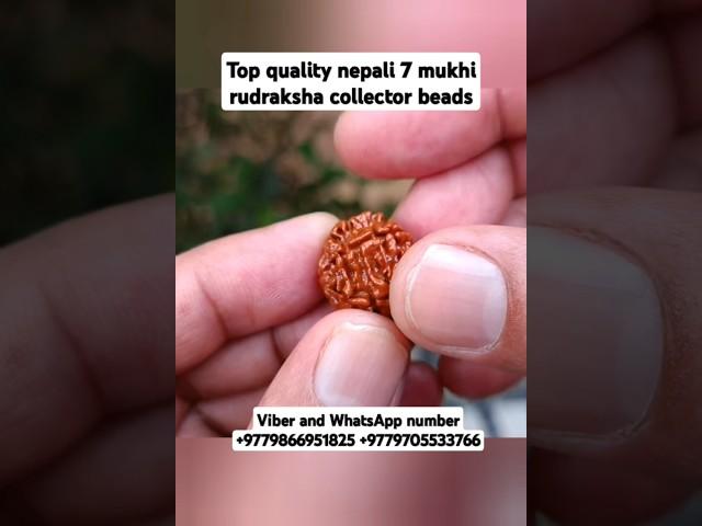 Top quality nepali 7 mukhi rudraksha collector piece #youtubeshorts #shorts #rudraksha