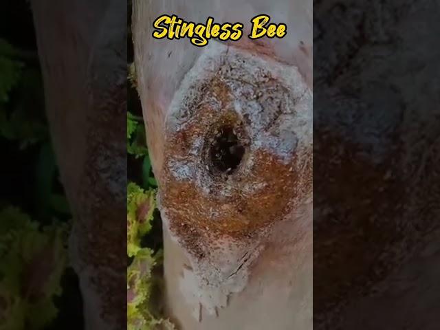 stingless bee species of the Trigona genus in Indonesia